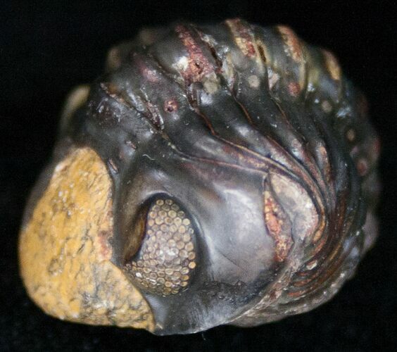 Bargain Enrolled Barrandeops (Phacops) Trilobite #11297